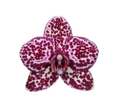 Orkide Çiçeği Vahşi Kedisi beyaz arka planda izole edilmiş..