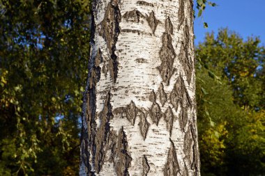 Birch ağacının kabuğu yakın yukarı.