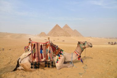 Bulanık Piramit arka planı. Giza; Mısır: Çölde Giza 'daki piramitler ve deve.