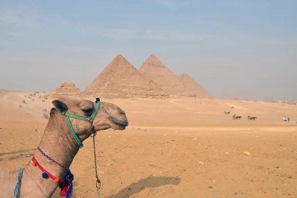 Fondo Pirámide Desenfoque Giza Egipto Las Pirámides Giza Desierto Camello —  Fotos de Stock