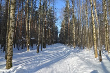 Kış ormanındaki Karlı Yol.
