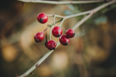 Çalılıklarda gül kalçası üzümü