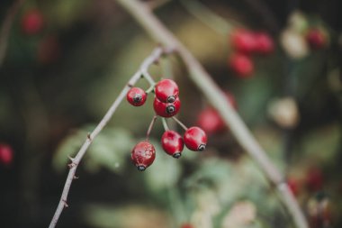Çalılıklarda gül kalçası üzümü