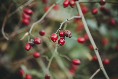 Çalılıklarda gül kalçası üzümü