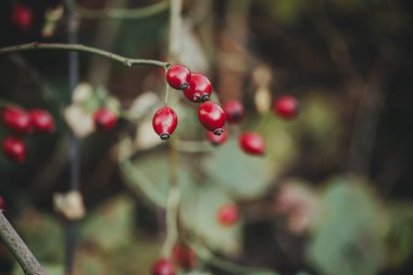 Çalılıklarda gül kalçası üzümü