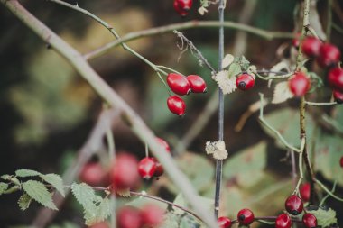 Çalılıklarda gül kalçası üzümü