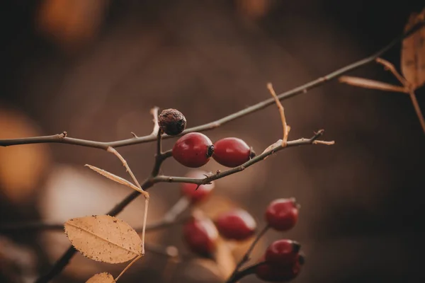 Rose Hip Berries Bush — Stock Photo, Image