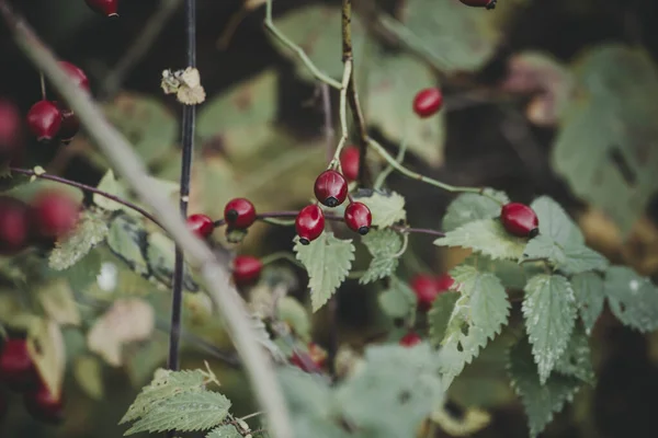 Rose Hip Berries Bush — Stock Photo, Image