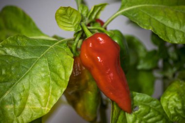 Olgunlaşmamış ölümcül; kırmızı biber