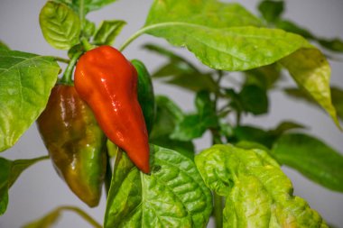 Olgunlaşmamış ölümcül; kırmızı biber