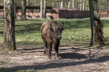 Polonya 'da Avrupa bizonu (Bison bonasus)