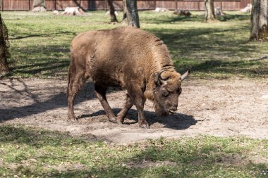 Polonya 'da Avrupa bizonu (Bison bonasus)