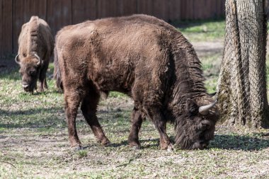 Polonya 'da Avrupa bizonu (Bison bonasus)