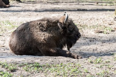 Polonya 'da Avrupa bizonu (Bison bonasus)