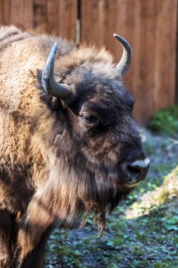 Polonya 'da Avrupa bizonu (Bison bonasus)