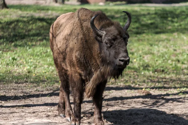 Ευρωπαϊκός Βίσωνας Bison Bonasus Στην Πολωνία — Φωτογραφία Αρχείου