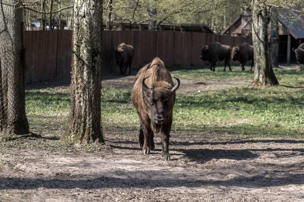 Ευρωπαϊκός Βίσωνας Bison Bonasus Στην Πολωνία — Φωτογραφία Αρχείου