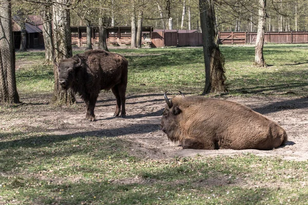 Bison Europe Bison Bonasus Pologne — Photo
