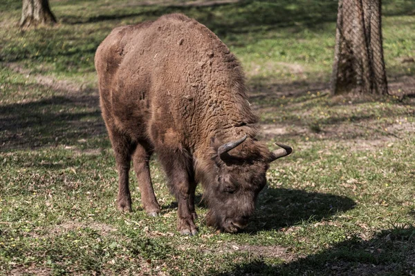 Ευρωπαϊκός Βίσωνας Bison Bonasus Στην Πολωνία — Φωτογραφία Αρχείου