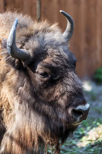 Ευρωπαϊκός Βίσωνας Bison Bonasus Στην Πολωνία — Φωτογραφία Αρχείου