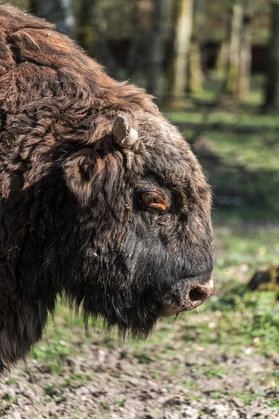 Ευρωπαϊκός Βίσωνας Bison Bonasus Στην Πολωνία — Φωτογραφία Αρχείου