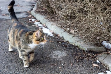 kedi kışın dışarıda oynuyor.