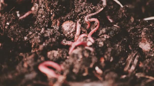Aardwormen Compostermateriaal Vermicompostering Tuinconcept — Stockvideo