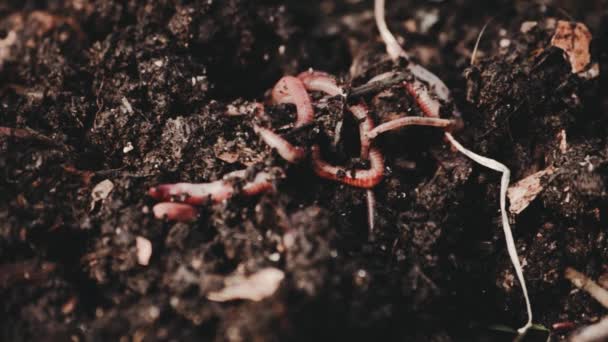 堆肥中的蚯蚓 园艺概念 — 图库视频影像