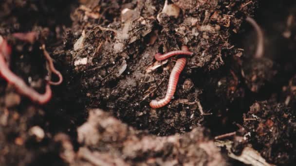 堆肥中的蚯蚓 园艺概念 — 图库视频影像