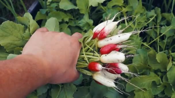 Bunch Fresh Organic Radish Gardeners Hand — Stock Video