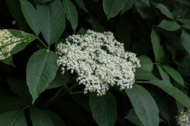 Yaşlı çiçek, siyah leylak (Sambucus nigra) çiçeği. Elderflower şurubu.