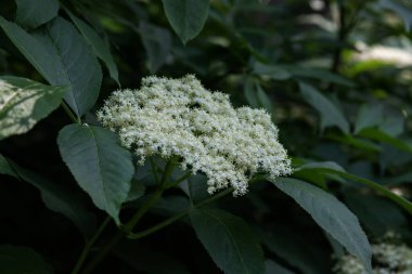 Yaşlı çiçek, siyah leylak (Sambucus nigra) çiçeği. Elderflower şurubu.
