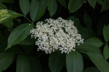 Yaşlı çiçek, siyah leylak (Sambucus nigra) çiçeği. Elderflower şurubu.