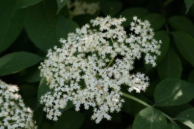 Yaşlı çiçek, siyah leylak (Sambucus nigra) çiçeği. Elderflower şurubu.