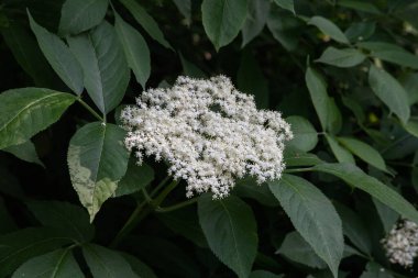 Yaşlı çiçek, siyah leylak (Sambucus nigra) çiçeği. Elderflower şurubu.