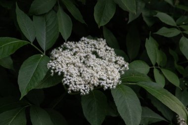 Yaşlı çiçek, siyah leylak (Sambucus nigra) çiçeği. Elderflower şurubu.