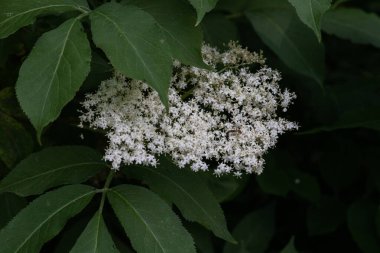 Yaşlı çiçek, siyah leylak (Sambucus nigra) çiçeği. Elderflower şurubu.
