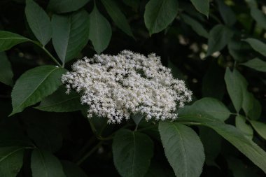 Yaşlı çiçek, siyah leylak (Sambucus nigra) çiçeği. Elderflower şurubu.