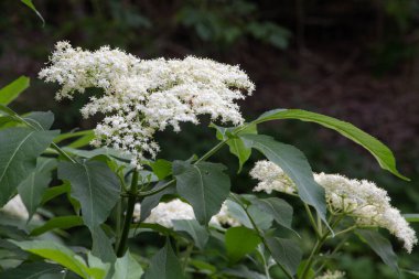 Yaşlı çiçek, siyah leylak (Sambucus nigra) çiçeği. Elderflower şurubu.