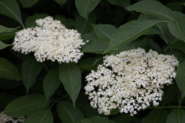 Yaşlı çiçek, siyah leylak (Sambucus nigra) çiçeği. Elderflower şurubu.