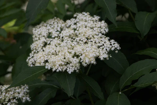 Bezová Květina Čirá Šeříková Sambucus Nigra Květina Přísada Bezinkového Sirupu — Stock fotografie