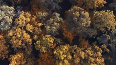 Sonbahar ormanlarının insansız hava aracı görüntüsü