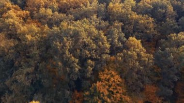 Sonbahar ormanlarının insansız hava aracı görüntüsü