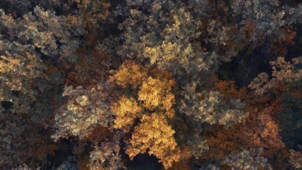 Drohnen Ansicht Des Herbstwaldes — Stockvideo