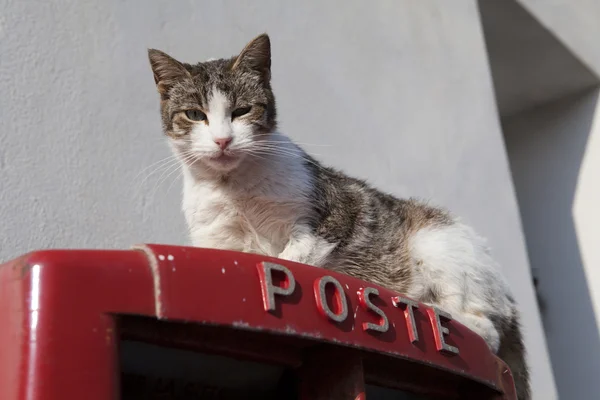 고양이 우편함에 스톡 사진