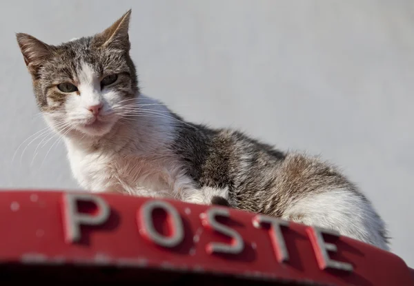 Katt på en postbox Stockbild