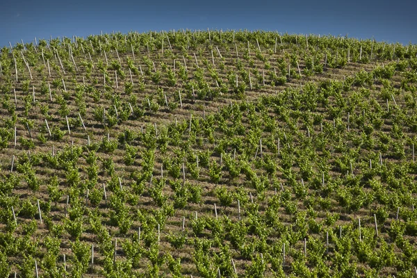 Campagna di Alcamo . — Foto Stock