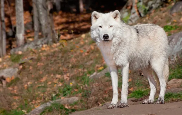 Poolwolf kijken naar de camera — Stockfoto