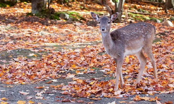 Jachère Cerf regardant la caméra — Photo