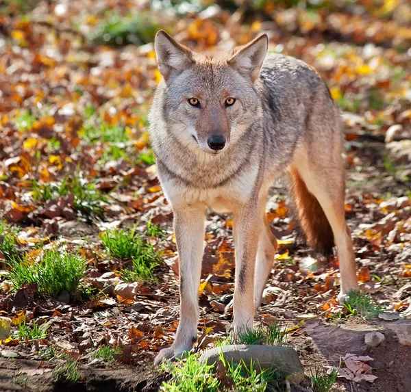 Coyote tittar på kameran — Stockfoto